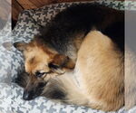 Small #30 German Shepherd Dog