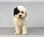 Small Photo #11 Havanese-Maltipoo Mix Puppy For Sale in SAN DIEGO, CA, USA