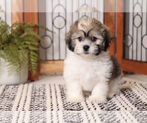 Zuchon Puppy for sale in NAPLES, FL, USA