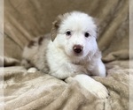 Small Photo #4 Australian Shepherd Puppy For Sale in EUSTIS, FL, USA
