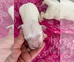 Small #4 English Cream Golden Retriever