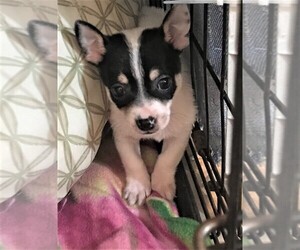 Chihuahua Dogs for adoption in RICHMOND, MI, USA