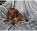 Small #2 Dachshund