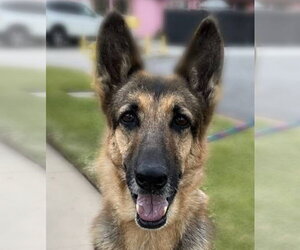 Dottie - Female German Shepherd Dog Dog for Adoption - Photo #4