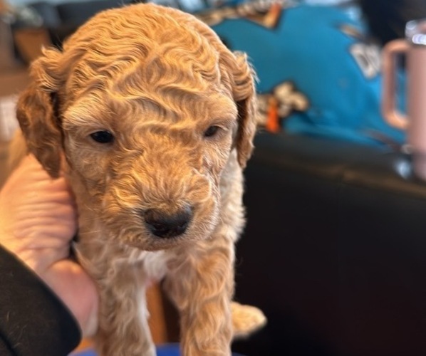Medium Photo #7 Goldendoodle (Miniature) Puppy For Sale in LINWOOD, MI, USA