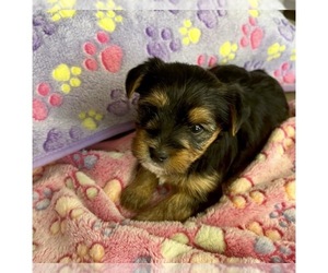 Yorkshire Terrier Puppy for sale in EUSTIS, FL, USA