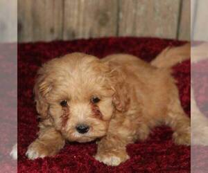 Goldendoodle-Poodle (Miniature) Mix Puppy for sale in STANLEY, WI, USA