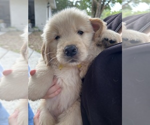 Golden Retriever Puppy for Sale in LECANTO, Florida USA