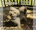 Rocco - Male Havanese-Unknown Mix Dog for Adoption - Small photo