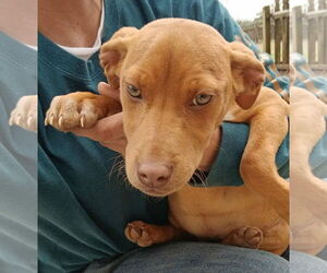 Mutt Dogs for adoption in Hillsboro, NH, USA