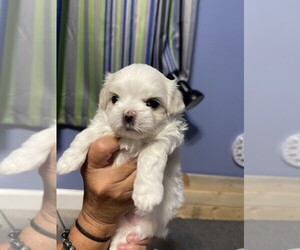 Maltese Puppy for sale in HIGHLAND, IL, USA
