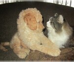 Small Photo #18 Goldendoodle Puppy For Sale in LINCOLN, AL, USA