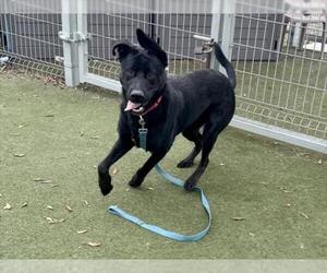 Labrador Retriever-Unknown Mix Dogs for adoption in Martinez, CA, USA