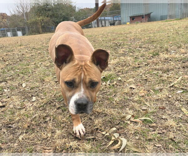 Medium Photo #6 Bull-Boxer Puppy For Sale in Anniston, AL, USA