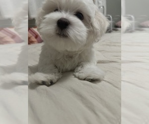 Medium Maltese