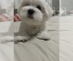 Puppy 2 Maltese