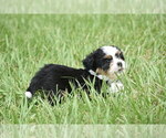 Small #1 Auss-Tzu