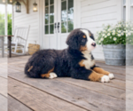 Small #3 Bernese Mountain Dog