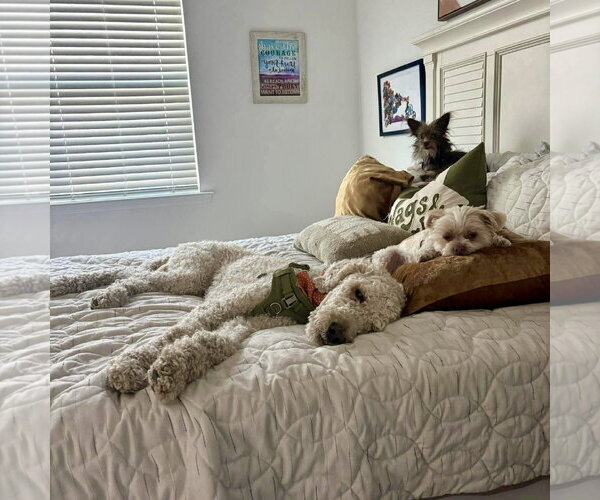 Medium Photo #2 Poodle (Standard) Puppy For Sale in Spring Lake, NC, USA