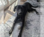 Small #6 Labrador Retriever Mix
