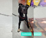 Small #2 Labrador Retriever Mix