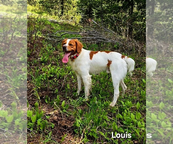 Medium Photo #1 Brittany Puppy For Sale in COLVILLE, WA, USA