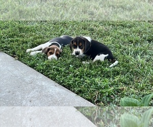 Beagle Puppy for sale in DURHAM, KS, USA