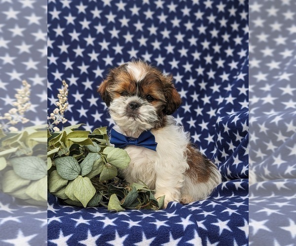 Medium Photo #2 Shih Tzu Puppy For Sale in OXFORD, PA, USA