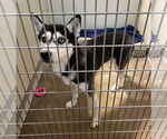 Small #2 Siberian Husky Mix