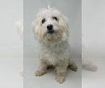 Small #1 Maltipoo