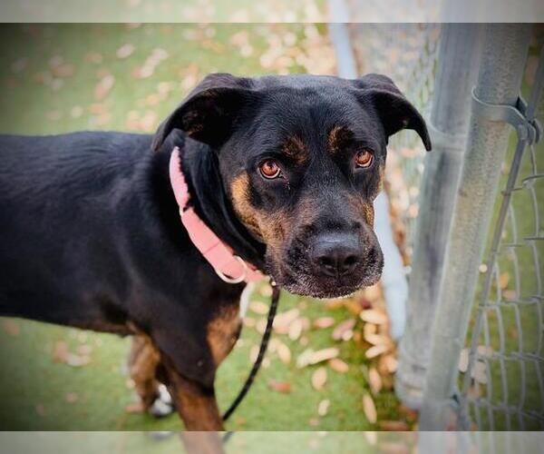 Medium Photo #2 Catahoula Leopard Dog-Unknown Mix Puppy For Sale in Orlando, FL, USA