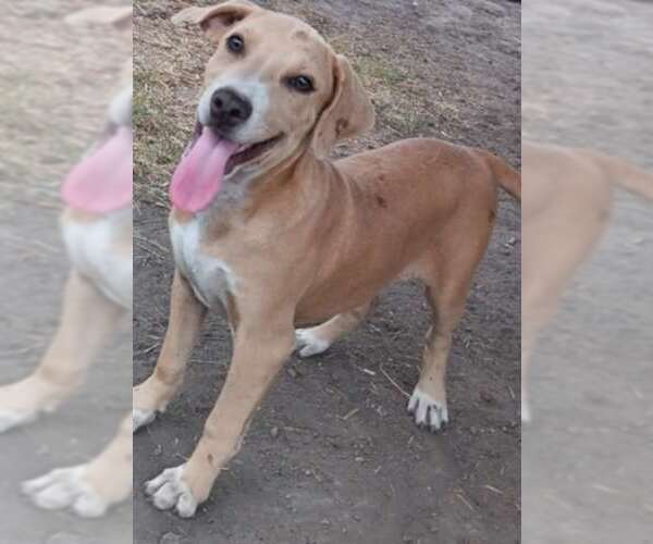 Medium Photo #9 American Pit Bull Terrier-Unknown Mix Puppy For Sale in Minneapolis, MN, USA