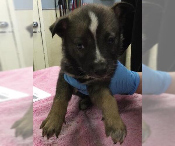 Medium Photo #1 Siberian Husky-Unknown Mix Puppy For Sale in Riverside, CA, USA