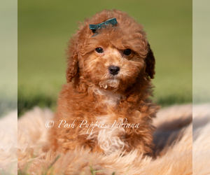 Medium Maltipoo (Miniature)