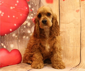 Cocker Spaniel Puppy for sale in JOICE, IA, USA