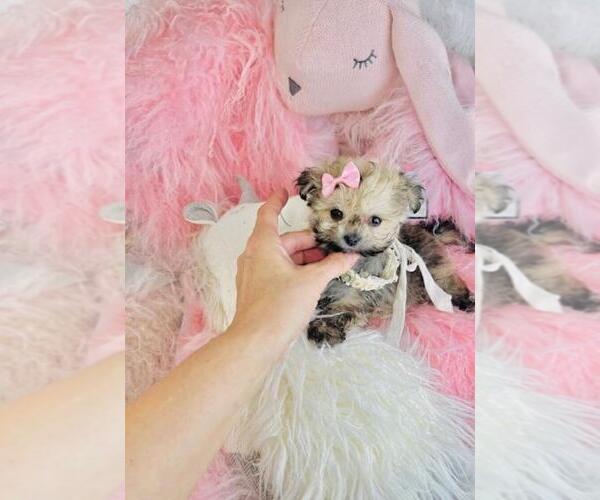 Medium Photo #4 Pomapoo (Toy) Puppy For Sale in PEMBROKE PINES, FL, USA