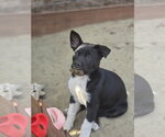Small #3 Siberian Husky Mix