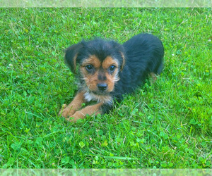 Shorkie Tzu Puppy for sale in NOVI, MI, USA