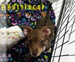 Small #2 Dachshund Mix