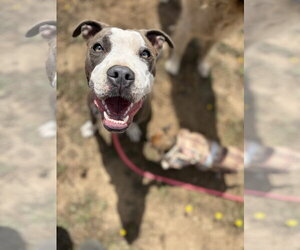 American Pit Bull Terrier-Unknown Mix Dogs for adoption in San Francisco, CA, USA