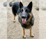 Small #1 German Shepherd Dog
