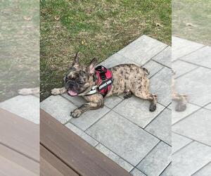 French Bulldog Puppy for Sale in METHUEN, Massachusetts USA