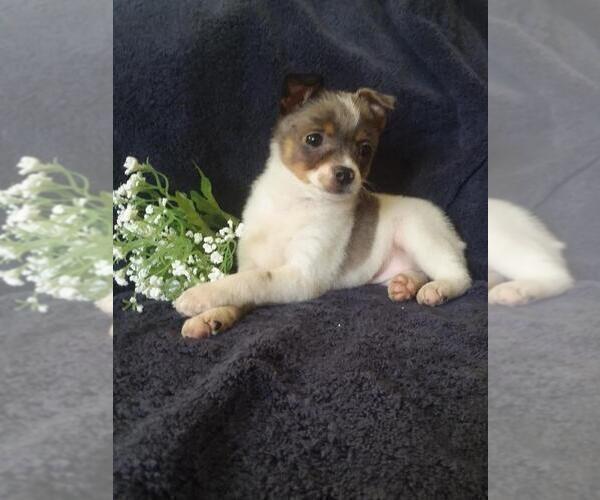 Medium Photo #3 Jack-A-Ranian Puppy For Sale in FREDERICKSBG, OH, USA