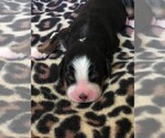 Small Photo #18 Bernese Mountain Dog Puppy For Sale in FLEMING ISLAND, FL, USA