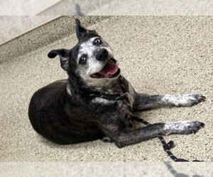Australian Shepherd-Unknown Mix Dogs for adoption in Walnutport, PA, USA