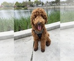 Small #28 Goldendoodle