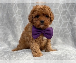 Cavapoo Puppy for sale in LAKELAND, FL, USA