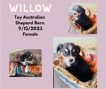 Small Photo #3 Miniature Australian Shepherd Puppy For Sale in WARDVILLE, OK, USA