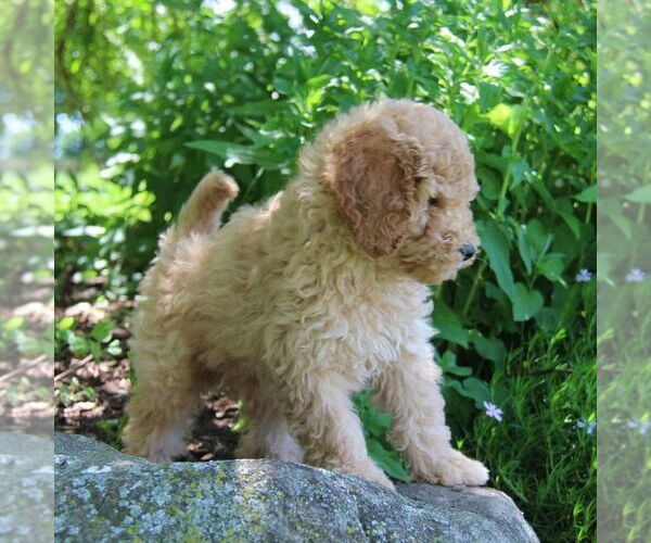 Medium Photo #3 Poodle (Miniature) Puppy For Sale in STANLEY, WI, USA