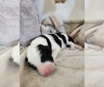 Small #12 Sheepadoodle